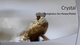  Presentation with walk - Cool new theme with gobi - mudskipper fish - fish that backdrop and a light gray colored foreground