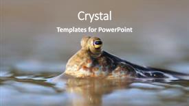  Presentation with walk - Amazing presentation theme having gobi - rockskipper fish the fish that backdrop and a gray colored foreground