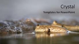  Presentation with walk - Presentation consisting of gobi - rockskipper fish the fish that background and a light gray colored foreground