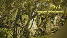  Presentation with new zealand silver fern black - Slides featuring goblin forest in taranaki new background and a tawny brown colored foreground