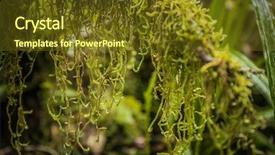  Presentation with new zealand silver fern black - Beautiful slides featuring goblin forest in taranaki new backdrop and a tawny brown colored foreground