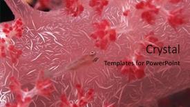  Presentation with swimming - Cool new presentation theme with goby-fish-swimming-along-spiral backdrop and a red colored foreground