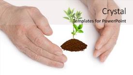  Presentation with hands planting a cabbage seedling - Presentation design with gods protection - hands and plant isolated background and a soft green colored foreground