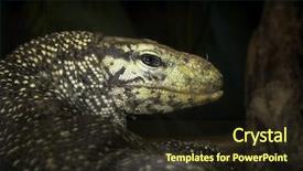  Presentation with dragon - Colorful PPT theme enhanced with flag of colorado waving backdrop and a  colored foreground.