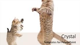 Presentation with kitten - Theme enhanced with godzilla - funny standing kitten and cat background and a coral colored foreground