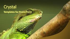  Presentation with green tree - Amazing slide deck having godzilla - green iguana on tree branch backdrop and a tawny brown colored foreground