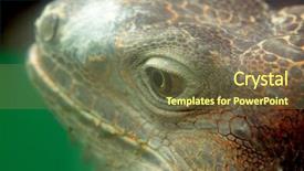  Presentation with international-womens-day - Slides consisting of godzilla - iguana close up at day background and a violet colored foreground