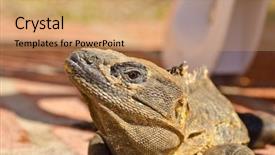  Presentation with brick - PPT layouts having godzilla - iguana on brick path background and a coral colored foreground