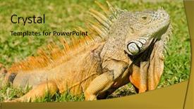  Presentation with green lawn - Slides enhanced with godzilla - iguana on green grass lawn background and a gold colored foreground