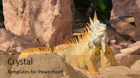  Presentation with mindfulness stones - Audience pleasing slide deck consisting of godzilla - iguana over large stones backdrop and a coral colored foreground