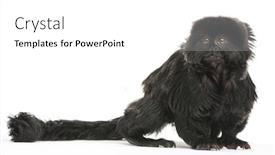  Presentation with old - Presentation design consisting of goeldi-s-marmoset-callimico-goeldii background and a white colored foreground