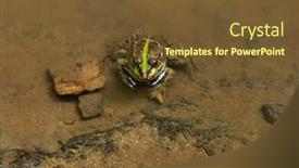  Presentation with spring water - PPT theme consisting of goggle-eyed-green-frog-sitting background and a tawny brown colored foreground