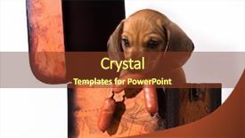  Presentation with dachshund - Beautiful presentation theme featuring  backdrop and a  colored foreground