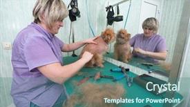  Presentation with brussels - Beautiful presentation featuring woman groomer makes trimming brussels backdrop and a ocean colored foreground