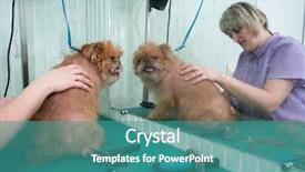  Presentation with empowered woman - Slides consisting of woman groomer makes trimming brussels background and a teal colored foreground