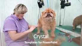 Presentation with brussels - PPT theme with woman groomer makes trimming brussels griffon gog background and a coral colored foreground