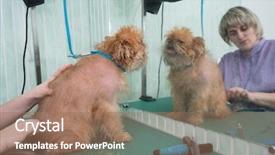  Presentation with brussels - Audience pleasing PPT theme consisting of woman groomer makes trimming brussels backdrop and a coral colored foreground