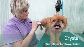  Presentation with brussels - Audience pleasing slides consisting of woman groomer makes trimming brussels griffon gog backdrop and a ocean colored foreground