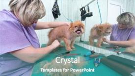  Presentation with colored parachute woman - Audience pleasing presentation theme consisting of woman groomer makes trimming brussels backdrop and a teal colored foreground