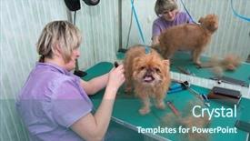  Presentation with triathlon run woman - Beautiful presentation theme featuring woman groomer makes trimming brussels backdrop and a ocean colored foreground