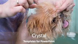  Presentation with brussels - Colorful theme enhanced with woman groomer makes trimming brussels griffon gog backdrop and a coral colored foreground