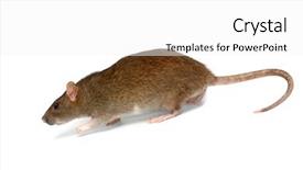  Presentation with white rat - Audience pleasing slides consisting of going rat isolated backdrop and a white colored foreground