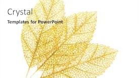  Presentation with gold leaves - Presentation theme with gold-branch-of-leaves background and a white colored foreground
