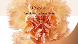  Presentation with white gold - Amazing slide deck having midsection of shirtless rugby player holding ball against spotlight backdrop and a dark gray colored foreground.