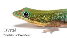  Presentation with gold dust - PPT theme featuring gold-dust-day-gecko-phelsuma background and a white colored foreground