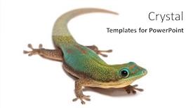  Presentation with gold dust - PPT theme with gold-dust-day-gecko-phelsuma background and a white colored foreground