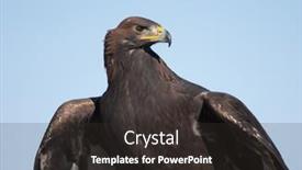  Presentation with eagle - Beautiful PPT theme featuring gold-eagle backdrop and a dark gray colored foreground