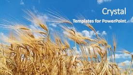  Presentation with blue gold - Presentation theme having gold ears of wheat under deep blue sky background and a teal colored foreground