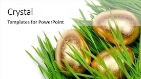  Presentation with gold egg - Beautiful presentation featuring gold eggs hide in wheat backdrop and a white colored foreground