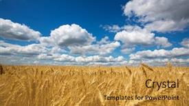 Presentation with blue gold - Theme having gold field of wheat background and a gold colored foreground