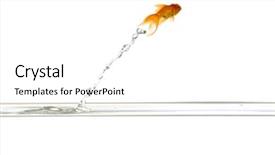  Presentation with goldfish jumping out - Audience pleasing PPT theme consisting of gold fish - goldfish is jumping backdrop and a white colored foreground