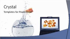  Presentation with goldfish - Slides with gold fish and laptop background and a  colored foreground