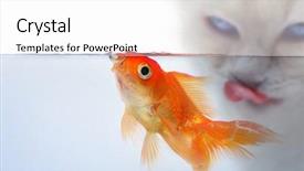  Presentation with gold - Slide set featuring gold fish at the waterline background and a  colored foreground