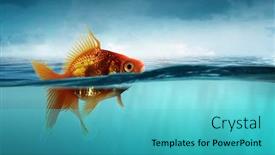  Presentation with fish - Audience pleasing PPT layouts consisting of gold fish in water mixed backdrop and a teal colored foreground