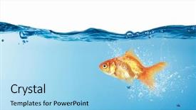  Presentation with mythology gold fish - Cool new slide set with gold fish in water mixed backdrop and a light blue colored foreground