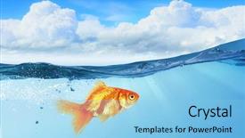  Presentation with fish - Slides enhanced with gold fish in water mixed background and a light blue colored foreground