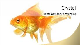  Presentation with white gold - Cool new PPT theme with gold fish isolated on white backdrop and a white colored foreground