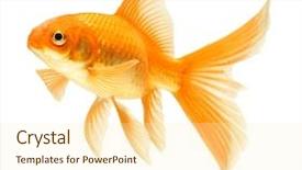  Presentation with mythology gold fish - Audience pleasing PPT theme consisting of gold fish isolated on white backdrop and a  colored foreground