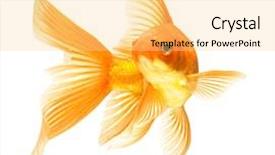  Presentation with white gold - Slides with gold fish isolated on white background and a blonde colored foreground