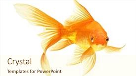  Presentation with mythology gold fish - Audience pleasing presentation theme consisting of gold fish isolated on white backdrop and a  colored foreground
