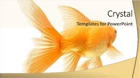  Presentation with white gold - PPT theme with gold fish isolated on white background and a  colored foreground