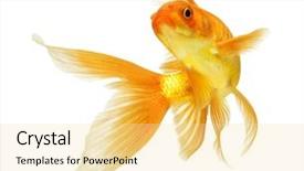  Presentation with white gold - Audience pleasing presentation theme consisting of gold fish isolated on white backdrop and a blonde colored foreground