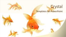  Presentation with white gold - Colorful slides enhanced with gold fish isolated on white backdrop and a cream colored foreground