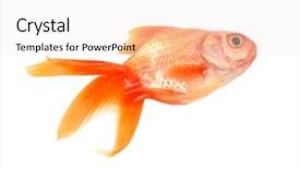  Presentation with mythology gold fish - PPT layouts having gold fish isolated on white background and a sky blue colored foreground