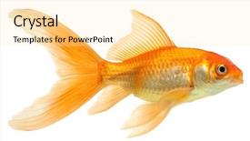  Presentation with isolation - Presentation design having gold fish isolation background and a blonde colored foreground