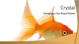  Presentation with white gold - Colorful slides enhanced with gold fish isolation backdrop and a white colored foreground